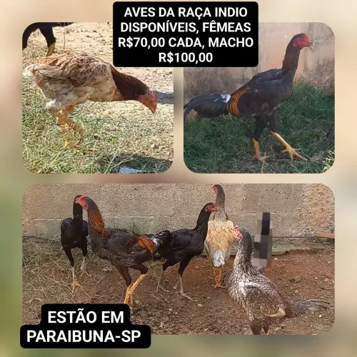 Frangas e frango índio