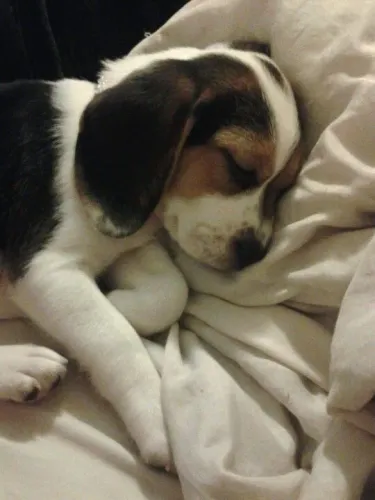 Beagle Esse pequeno coração quer bater junto ao seu