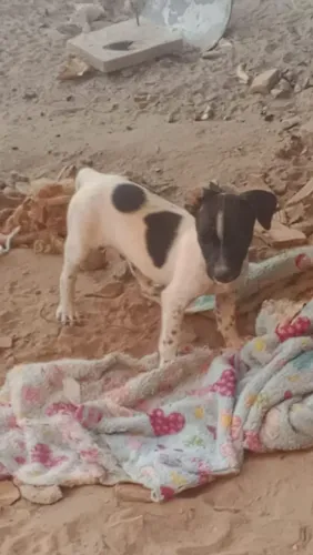 Vendo cachorros de raça pequena