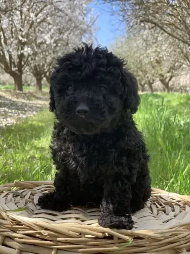 Poodle Preto