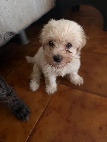 VENDE SE CACHORRO
