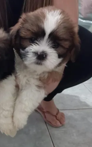 Shih tzu Linda 