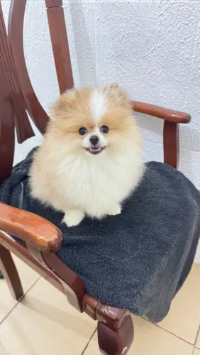 Spitz alemão pequeno