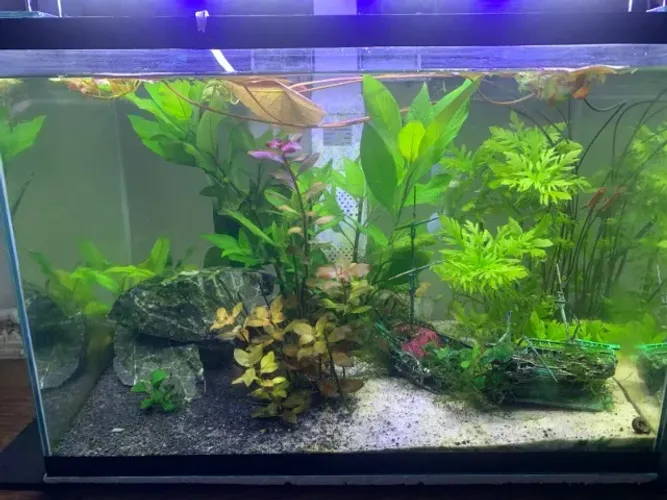 Aquario 50l completo