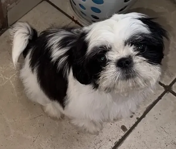 Shih tzu fêmea 