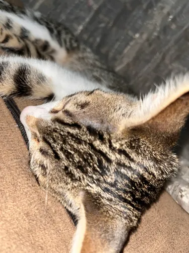 Doação De Gatinha Fêmea