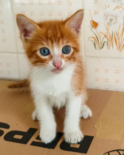 Doação Gato macho filhote laranjinha