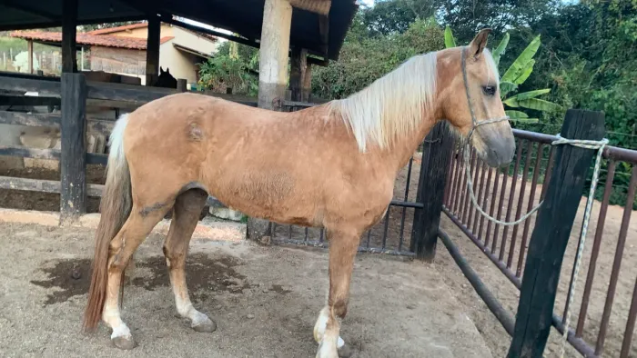 Cavalo MM Amarilho