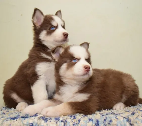 Clássico Husky Siberiano Wooly Wolf - Exclusividade e Nobreza