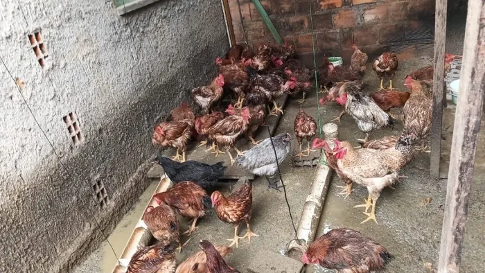 Vendo galinha de capoeira