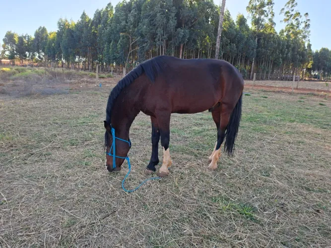 Cavalo Mangalarga 7 anos, Marcha Picada R$ 6.000