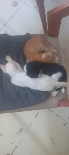 Doação de 3 gatinhos filhotes