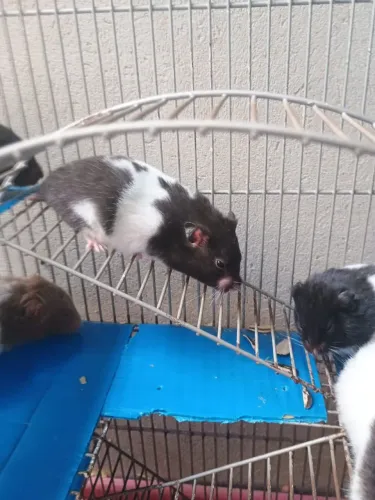 Rato hamster sírio 