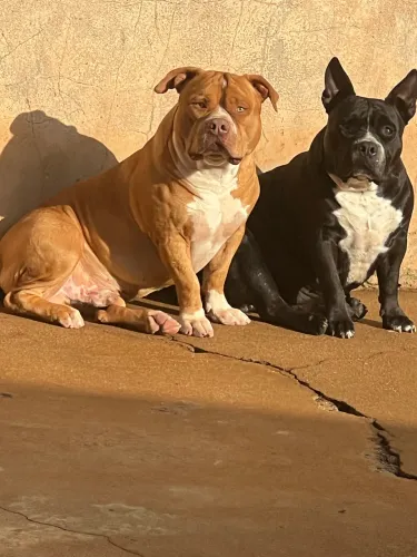 American Bully filhote 
