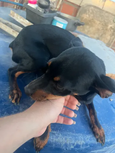Pinscher Femea