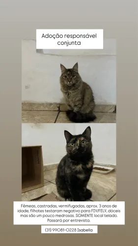 Adoção responsável conjunta gatas