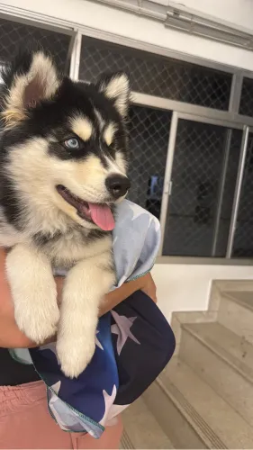 Vende-se Husk siberiano