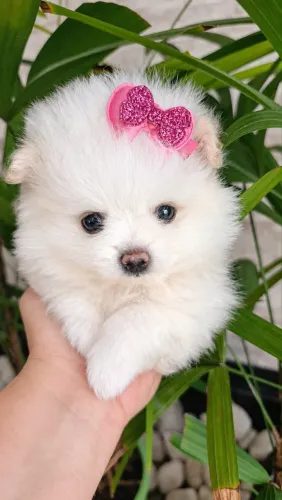     Lulu da Pomerânia Branca ? Delicadeza que Encanta