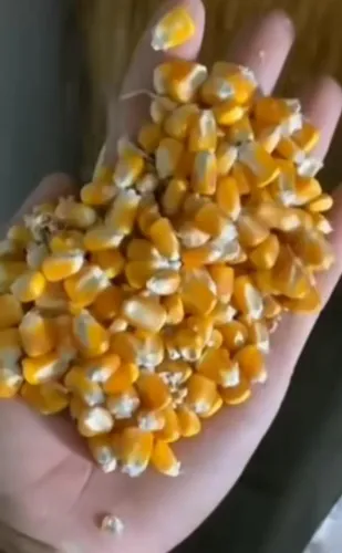 Grãos a Venda Direto do Produtor