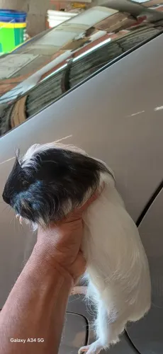 Porquinho da Índia adulto Coronet 