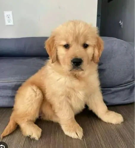 Golden Retriever Um filhote cheio de carinho esperando um abraço