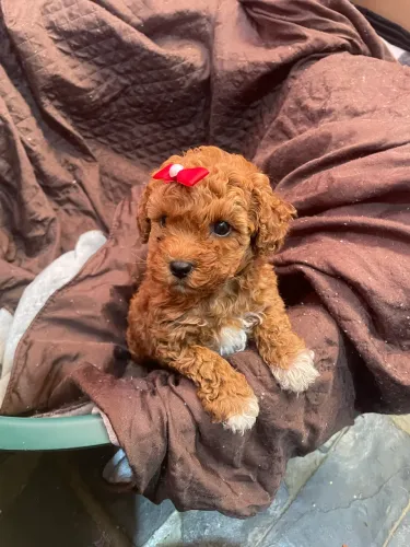 Poodle toy red fêmea 
