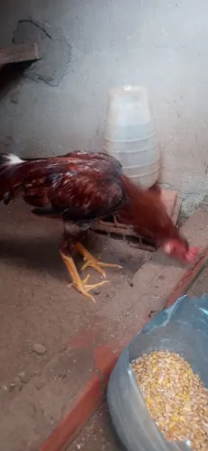 Galo vermelho com marron
