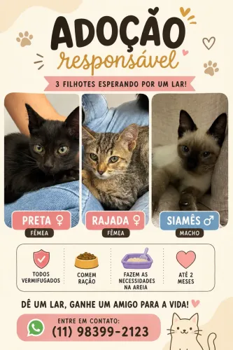 Doação filhotes 