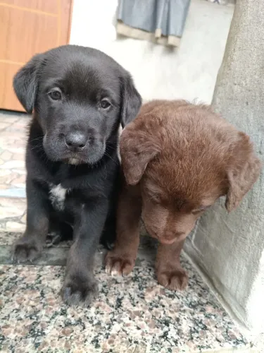 Filhotes de Labrador com Rottweiler