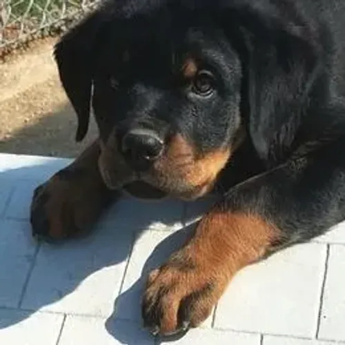 Rottweiler,Rottweiler Filhote Vacinado e Vermifugado