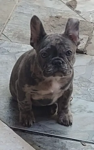 Buldogue 