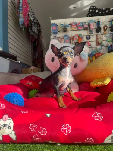 Pinscher fêmea mini a pronta entrega 