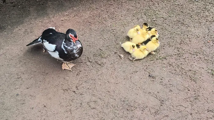 Vendendo 9 filhotes de patos.