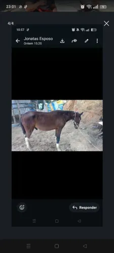 Potro macho inteiro 