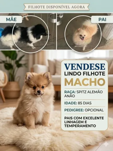 Splitz Alemão 