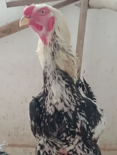 Ovos galados índio gigante