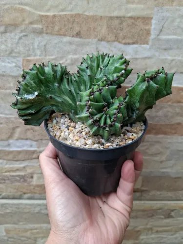 Euphorbia lactea cristata pt11