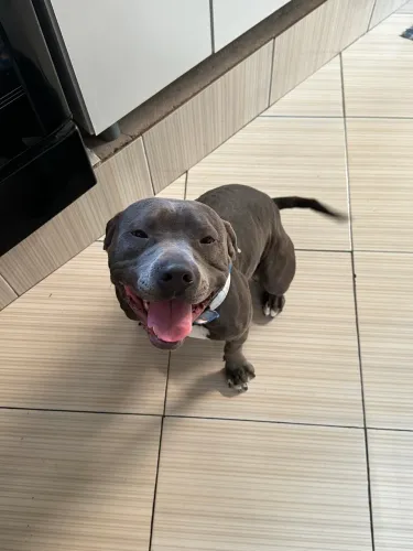 American bully