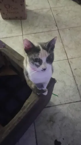 Gato filhote