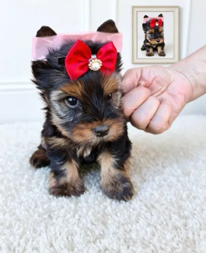 Princesa Yorkie Doçura e Elegância em Um Só Pet!