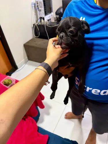 Pug macho original