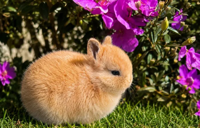 Filhotes Coelhinhos Netherland Dwarf 