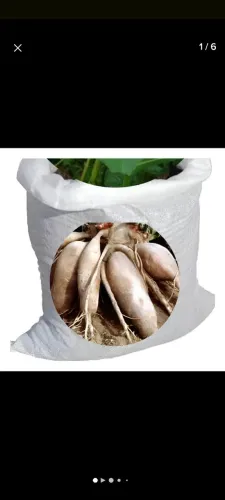 Batata Yacon p diabetes mudas para Jardim