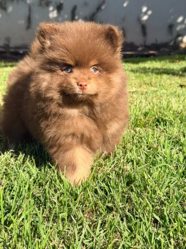 Spitz alemão