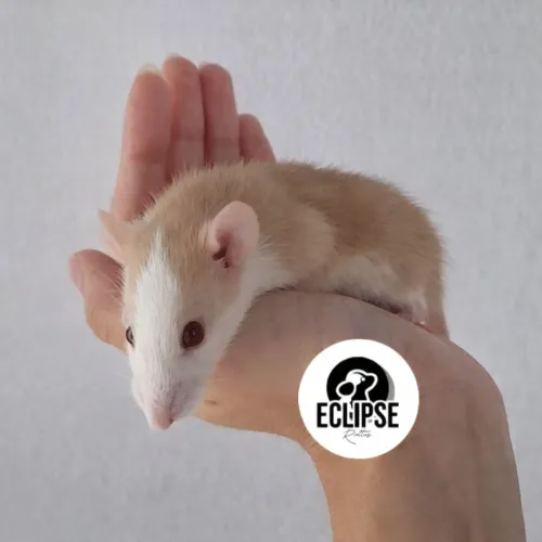 Ratos Twister Filhotes - Dóceis e Bem Cuidado