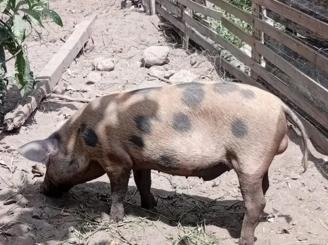 PORCOS A VENDA