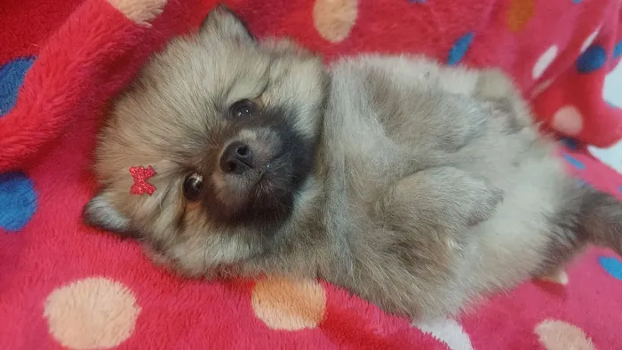 Spitz Alemão Lulu da Pomerania