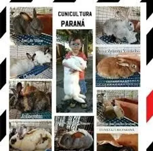 Coelhos todas as raças - Criatório profissional