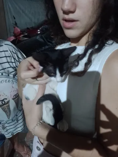 Doar gato fêmea 