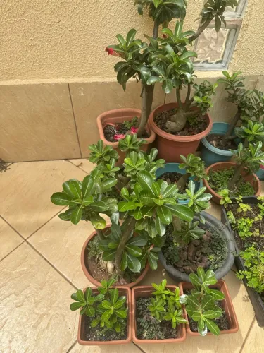 Rosa do deserto a venda 